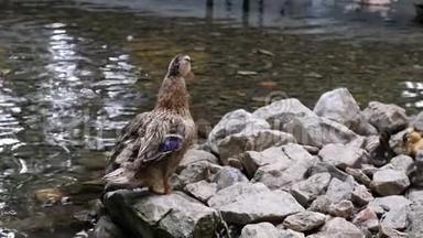 鸭子在公园池塘<strong>拍打翅膀</strong>和摇动尾巴本身慢动作。